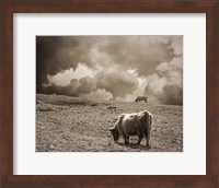 Scottish Highland Cattle No. 1 Fine Art Print