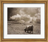 Scottish Highland Cattle No. 1 Fine Art Print