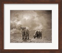 Scottish Highland Cattle No. 2 Fine Art Print