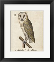 Barn Owl, 1560-1585 Fine Art Print
