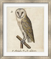 Barn Owl, 1560-1585 Fine Art Print