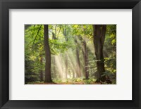 A Touch of Glory Fine Art Print