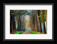 Acacias in Autumn Fine Art Print