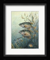 Black Crappies Fine Art Print
