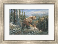 Grizzlies Domain Fine Art Print