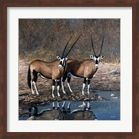 At The Waterhole Fine Art Print