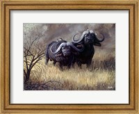 Dugga Boys Caped Buffalo Fine Art Print