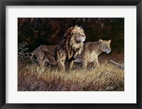 Lions Fine Art Print