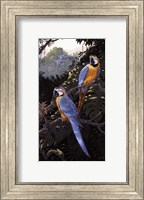 Macaws Fine Art Print