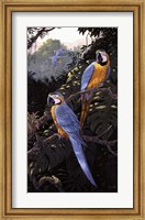 Macaws Fine Art Print