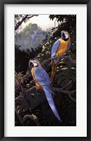 Macaws Fine Art Print