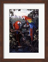 Macaws Red Fine Art Print