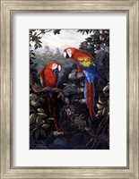 Macaws Red Fine Art Print