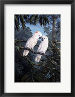 Cockatoo Fine Art Print