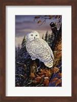 Snowy Owl Fine Art Print