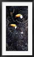 Toucans Fine Art Print