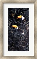 Toucans Fine Art Print