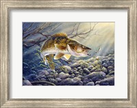 Break Line Walleye Fine Art Print