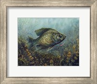 Black Crappie Fine Art Print