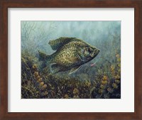 Black Crappie Fine Art Print