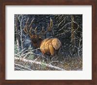 Legacy Bull Fine Art Print