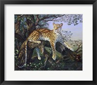 Leopard's Domain Fine Art Print