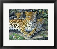 Leopards' Lair Fine Art Print