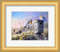 Old Homestead Bluebirds Fine Art Print