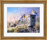 Old Homestead Bluebirds Fine Art Print