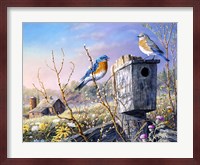 Old Homestead Bluebirds Fine Art Print