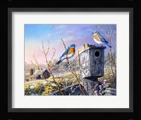 Old Homestead Bluebirds Fine Art Print