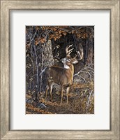 Deer Nibble Fine Art Print