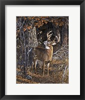 Deer Nibble Fine Art Print