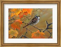 Whitethroated Sparrow Fine Art Print