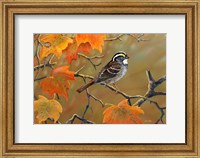 Whitethroated Sparrow Fine Art Print