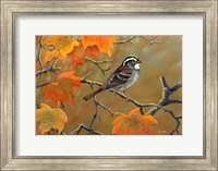 Whitethroated Sparrow Fine Art Print