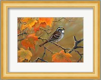 Whitethroated Sparrow Fine Art Print