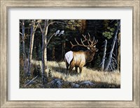 Elk Fine Art Print