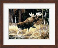 Moose Fine Art Print