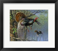 Down From The Roost Fine Art Print