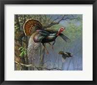 Down From The Roost Fine Art Print