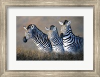 Protecting The Foal Fine Art Print