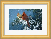 Sharing The Season - Cardinals Fine Art Print