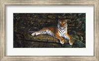 Temple Tigress Fine Art Print