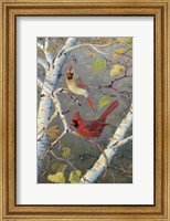 Cardinals In Birch Fine Art Print