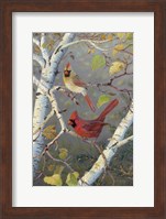 Cardinals In Birch Fine Art Print