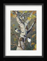 Chickadees In Birch Fine Art Print