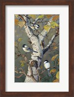 Chickadees In Birch Fine Art Print