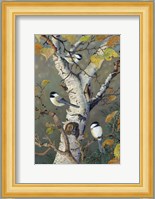 Chickadees In Birch Fine Art Print