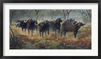Cape Buffalo Fine Art Print